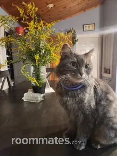 Room for rent in Fitchburg, MA $900, house