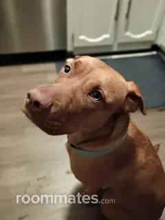 Room for rent in Memphis, TN $525, condo