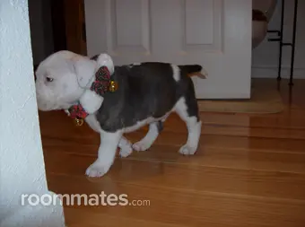 Room for rent in New Britain, CT $550, house