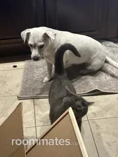 Room for rent in Hamden, CT $1100, house