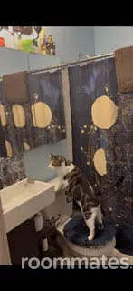 Room for rent in Indianapolis, IN $800, house