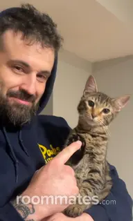 Roommate looking Hendersonville, NC, $800