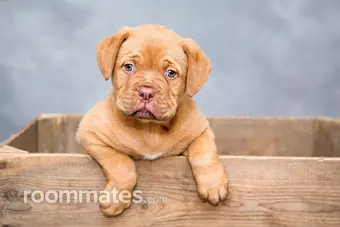 Roommate looking Katy, TX, $900