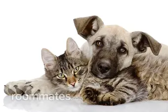 Roommate looking Vancouver, WA, $600