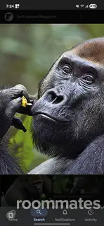 Roommate looking Marrero, LA, $1000