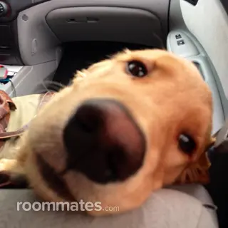 Roommate looking North Tonawanda, NY, $1000