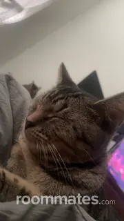 Roommate looking Columbus OH, $800