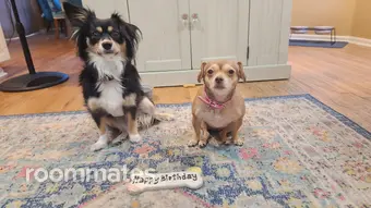 Roommate looking Littleton, CO, $800