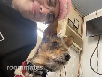 Roommate looking Oklahoma City, OK, $600