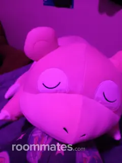 Roommate looking Fort Wayne, IN, $400