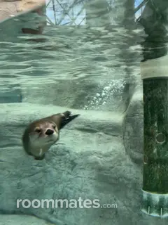 Roommate looking Cleveland, TN, $1200