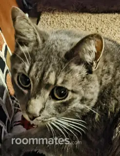 Roommate looking Mulberry, FL, $600