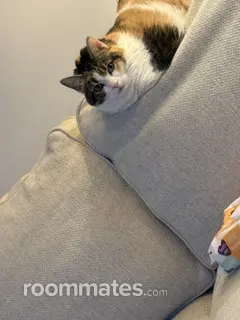 Roommate looking Elgin, IL, $500