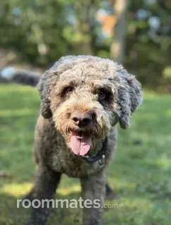 Room for rent in Farmington, NH $1000, house