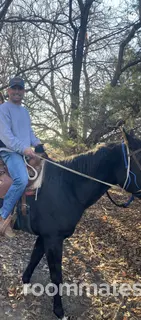 Roommate looking Parker, CO, $2000