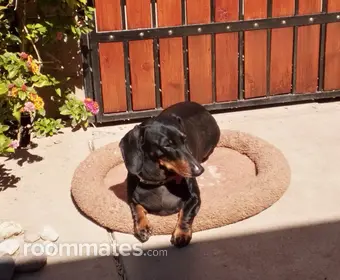 Room for rent in Tempe, AZ $1200, townhouse