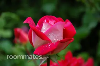 Roommate looking Collinsville, IL, $500