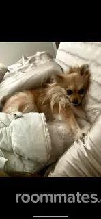 Roommate looking Mount Pleasant, SC, $1600