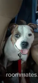 Roommate looking Greenville, SC, $700