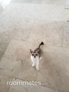 Roommate looking Lexington, KY, $700