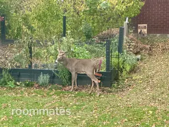 Room for rent in New Castle, PA $500, house