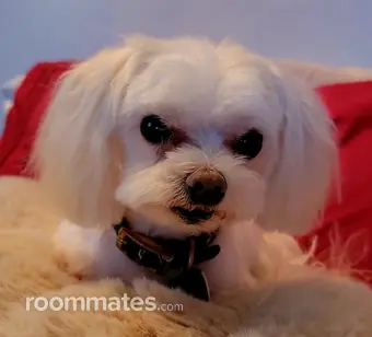 Roommate looking Reno, NV, $1400