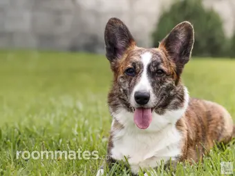 Roommate looking Bel Air, MD, $700