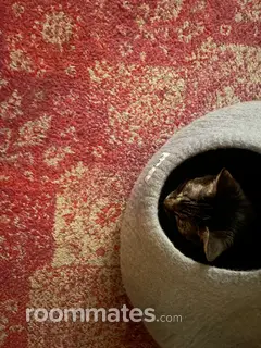 Room for rent in Chicago, IL $850, apartment