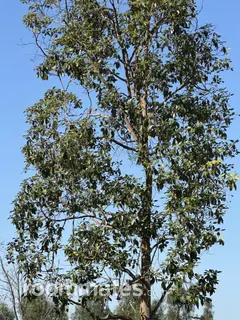 Roommate looking Irvine, CA, $1300