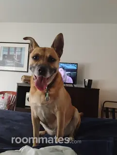 Roommate looking Marysville, WA, $900