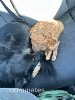 Room for rent in Johnstown, CO $800, house