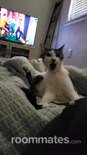 Roommate looking Tucson, AZ, $900