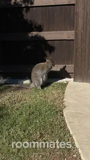 Roommate looking Fullerton, CA, $900