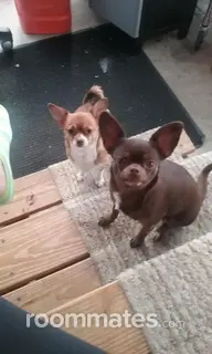 Roommate looking Burton, OH, $500