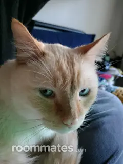 Roommate looking Seattle, WA, $600