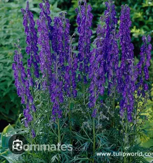 Roommate looking Abingdon, VA, $1000