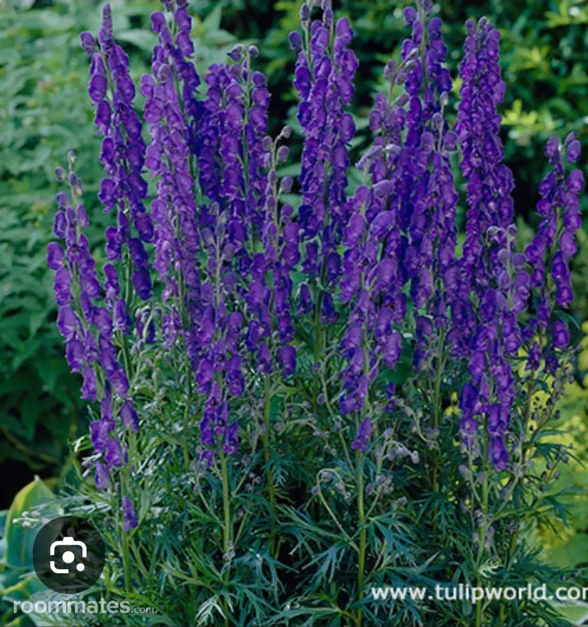 Profile photo 1 of 1