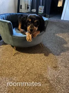 Roommate looking Phoenix, AZ, $1000