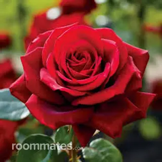 Roommate looking Palm Beach Gardens, FL, $1300