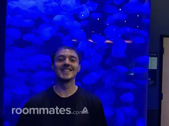 Roommate looking Chandler, AZ, $1000