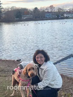 Roommate looking Mansfield, MA, $1000