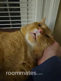 Room for rent in Medford, MA $1300, house