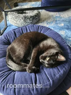 Roommate looking Cary, NC, $900