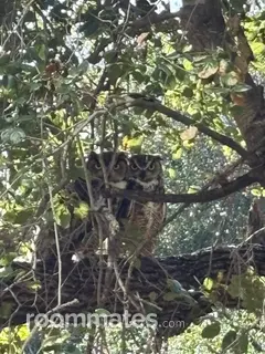 Roommate looking Thousand Oaks CA, $900