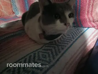 Roommate looking Bullhead City, AZ, $1000