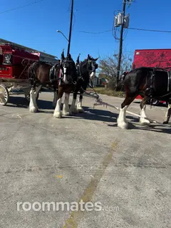 Roommate looking New Orleans, LA, $700