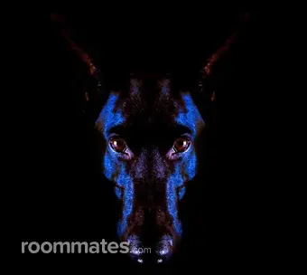 Room for rent in Manchester, NH $1050, apartment