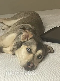 Roommate looking Lancaster, PA, $1000