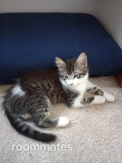 Roommate looking Marysville, WA, $1000