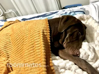 Roommate looking Vermilion, OH, $1000